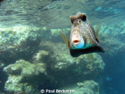 He kept coming up to within a foot or so of my camera to ... by Paul Beckman 
